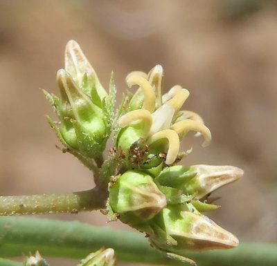 Stenostelma capense, photographed by Nicola van Berkel