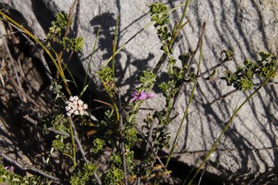 Indigofera candolleana, photographed by Tony Rebelo