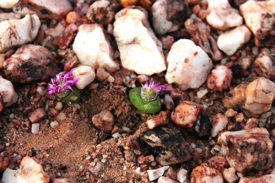 Diplosoma luckhoffii, photographed by Tony Rebelo