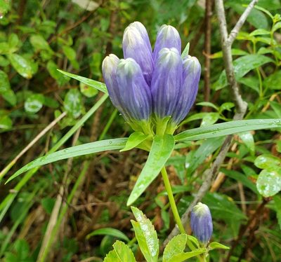 Gentiana linearis, photographed by Mark VanDerwater