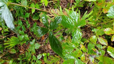 Rubus hispidus, photographed by Mark VanDerwater