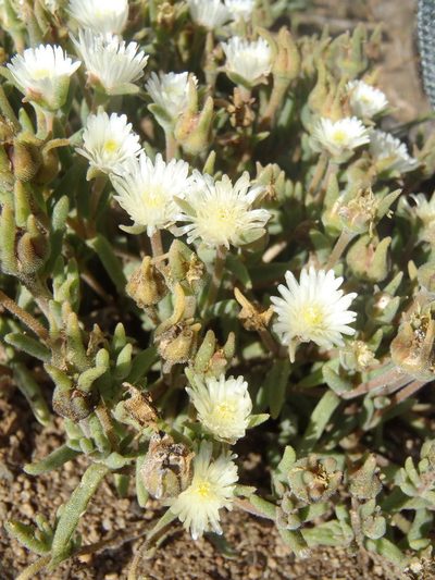 Delosperma pottsii, photographed by Nicola van Berkel
