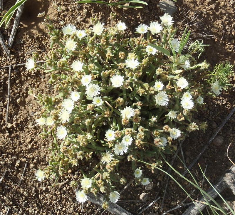 Delosperma pottsii, photographed by Nicola van Berkel