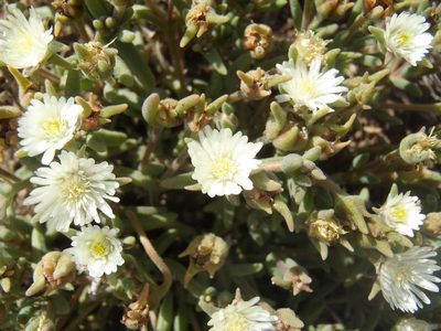 Delosperma pottsii, photographed by Nicola van Berkel