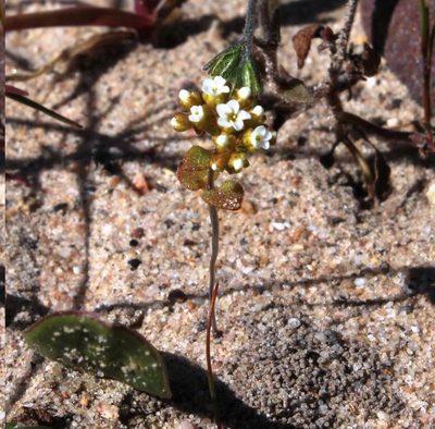 Crassula filiformis, photographed by Tony Rebelo