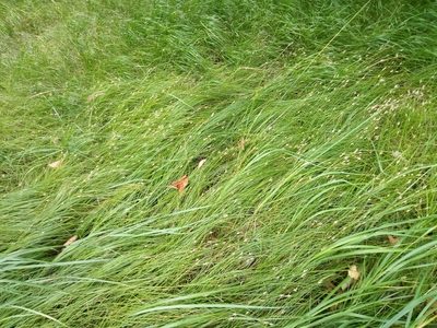 Carex brizoides, photographed by Vladimír Fuka