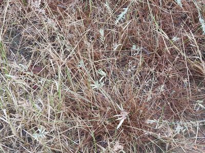 Eragrostis secundiflora, photographed by Sam Kieschnick