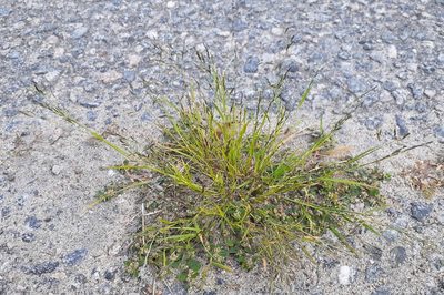 Eragrostis pectinacea, photographed by Quinten Wiegersma