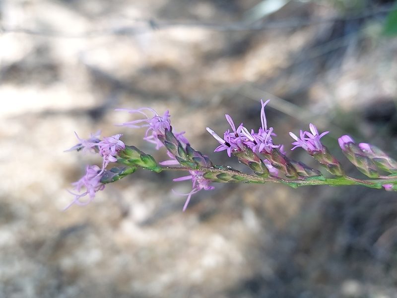 Liatris pilosa, photographed by the swamp ass