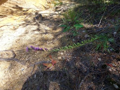Liatris pilosa, photographed by the swamp ass