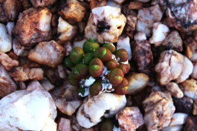 Oophytum nanum, photographed by Tony Rebelo