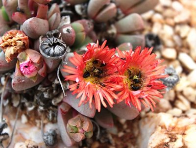 Cephalophyllum spissum, photographed by Tony Rebelo