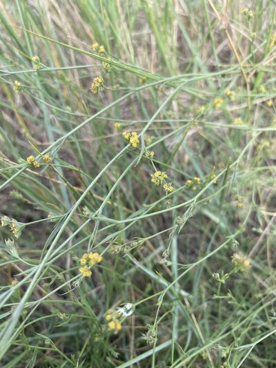 Bupleurum tenuissimum, photographed by gjecology
