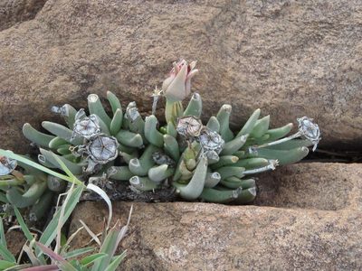 Hereroa glenensis, photographed by Nicola van Berkel