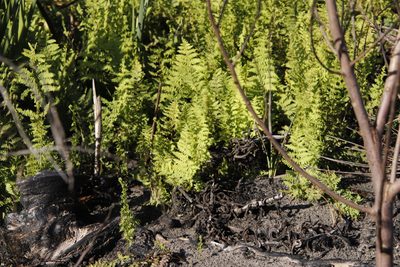 Thelypteris confluens, photographed by Tony Rebelo