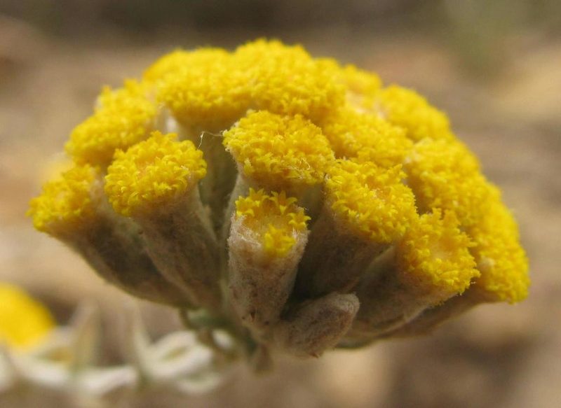 Helichrysum lambertianum, photographed by douglaseustonbrown