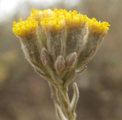 Helichrysum lambertianum, photographed by douglaseustonbrown