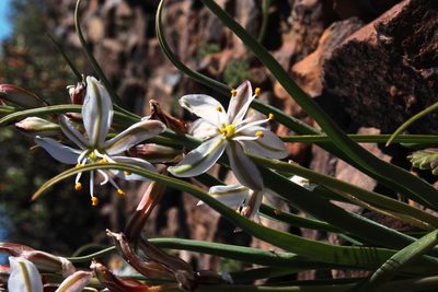 Chlorophytum graminifolium, photographed by Tony Rebelo