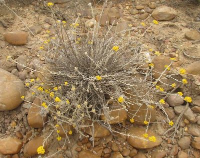 Helichrysum lambertianum, photographed by douglaseustonbrown