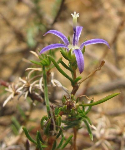Wahlenbergia subulata, photographed by douglaseustonbrown