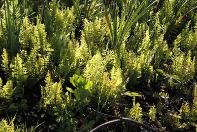 Thelypteris confluens, photographed by Tony Rebelo