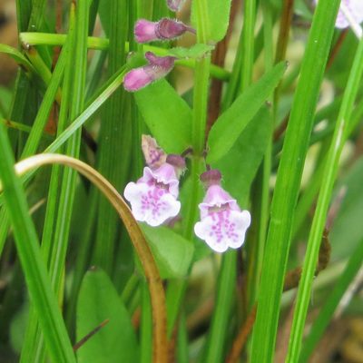 Scutellaria minor, photographed by R Clarke