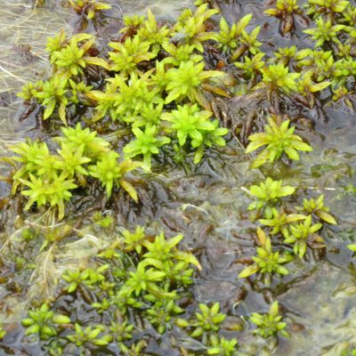 Sphagnum denticulatum, photographed by R Clarke