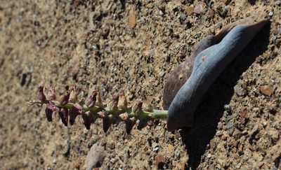 Lachenalia aurioliae, photographed by Tony Rebelo