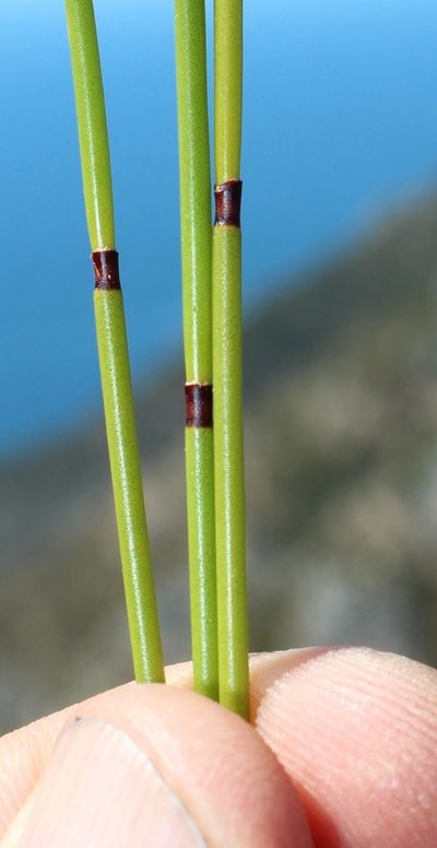 Staberoha banksii, photographed by Tony Rebelo