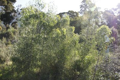 Acacia implexa, photographed by Tony Rebelo