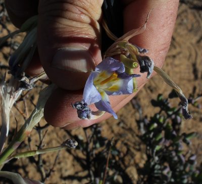 Moraea speciosa, photographed by Tony Rebelo