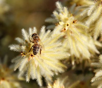 Phylica plumosa, photographed by Tony Rebelo