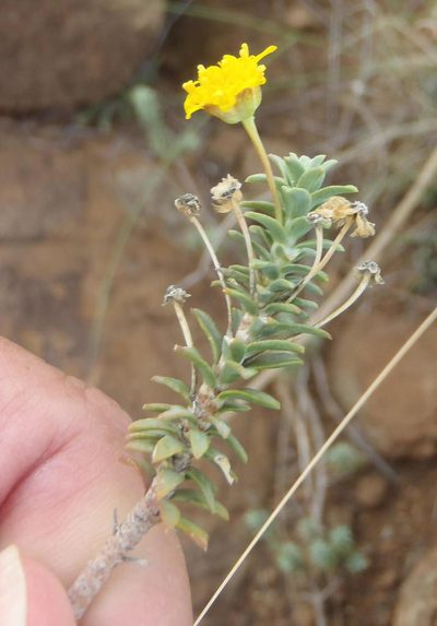 Euryops empetrifolius, photographed by Nicola van Berkel