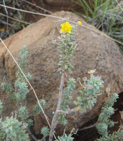 Euryops empetrifolius, photographed by Nicola van Berkel