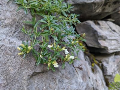 Teucrium montanum, photographed by Attila Oláh