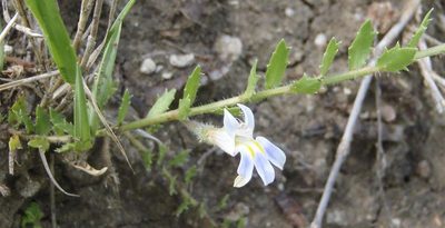Lobelia thermalis, photographed by Nicola van Berkel