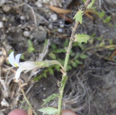Lobelia thermalis, photographed by Nicola van Berkel