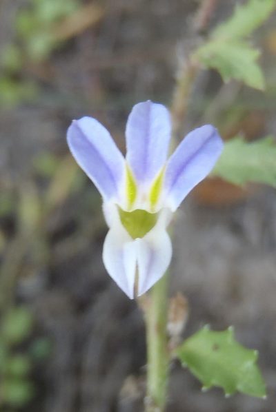 Lobelia thermalis, photographed by Nicola van Berkel
