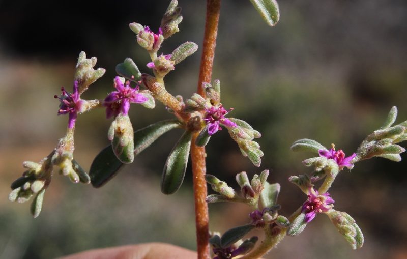 Aizoon papulosum, photographed by Tony Rebelo