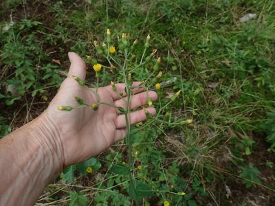 Hieracium scabrum, photographed by Lynn Harper