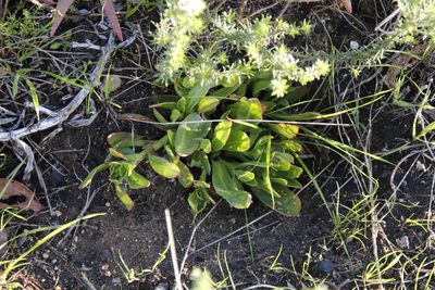 Skiatophytum tripolium, photographed by Tony Rebelo