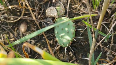 Opuntia cespitosa, photographed by Ryan Sorrells