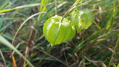 Physalis longifolia, photographed by Ryan Sorrells