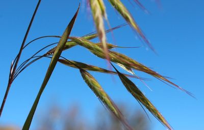 Bromus pectinatus, photographed by Tony Rebelo