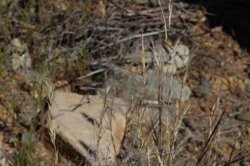 Stipagrostis uniplumis, photographed by Tony Rebelo