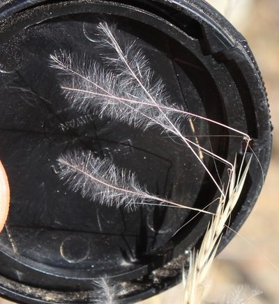 Stipagrostis uniplumis, photographed by Tony Rebelo