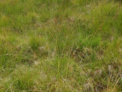 Carex binervis, photographed by pete_gateley