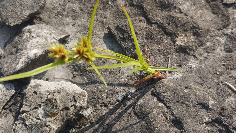 Cyperus squarrosus, photographed by Ryan Sorrells