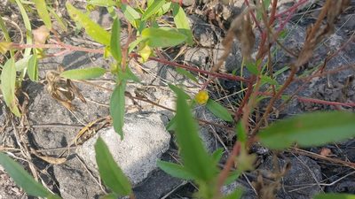 Malvastrum hispidum, photographed by Ryan Sorrells