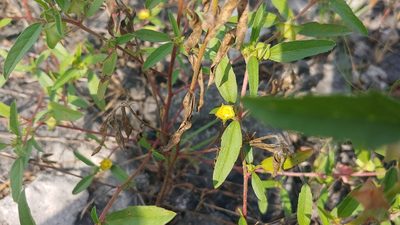 Malvastrum hispidum, photographed by Ryan Sorrells